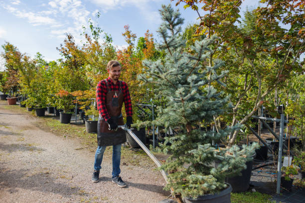 Professional Tree Service in Town And Country, WA